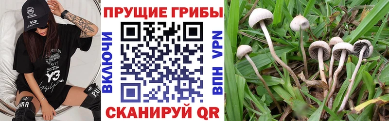 Галлюциногенные грибы Cubensis  ссылка на мегу зеркало  Любань 